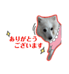 柴田犬のゆきちゃん。（個別スタンプ：22）