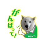 柴田犬のゆきちゃん。（個別スタンプ：26）