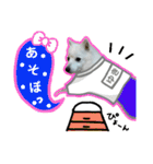 柴田犬のゆきちゃん。（個別スタンプ：34）