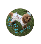 わんこ大集合（個別スタンプ：3）