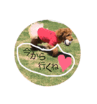 わんこ大集合（個別スタンプ：11）