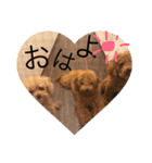 わんこ大集合（個別スタンプ：15）