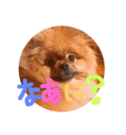 ポメラニアン☆くまごろう（個別スタンプ：2）