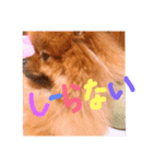 ポメラニアン☆くまごろう（個別スタンプ：3）