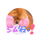 ポメラニアン☆くまごろう（個別スタンプ：4）