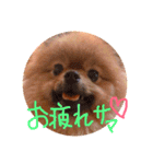 ポメラニアン☆くまごろう（個別スタンプ：7）