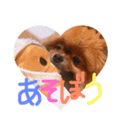 ポメラニアン☆くまごろう（個別スタンプ：10）