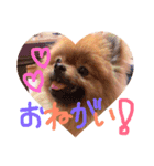 ポメラニアン☆くまごろう（個別スタンプ：13）