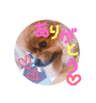 ポメラニアン☆くまごろう（個別スタンプ：14）