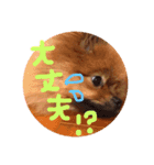 ポメラニアン☆くまごろう（個別スタンプ：16）