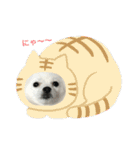 ちくわちゃん その二(ポメラニアン)（個別スタンプ：1）