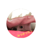 ちくわちゃん その二(ポメラニアン)（個別スタンプ：5）
