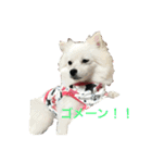 ちくわちゃん その二(ポメラニアン)（個別スタンプ：7）