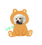 ちくわちゃん その二(ポメラニアン)（個別スタンプ：9）