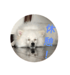 ちくわちゃん その二(ポメラニアン)（個別スタンプ：13）