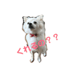 ちくわちゃん その二(ポメラニアン)（個別スタンプ：18）