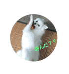 ちくわちゃん その二(ポメラニアン)（個別スタンプ：21）