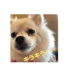 ちくわちゃん その二(ポメラニアン)（個別スタンプ：22）
