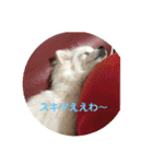 ちくわちゃん その二(ポメラニアン)（個別スタンプ：23）