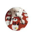 ちくわちゃん その二(ポメラニアン)（個別スタンプ：26）
