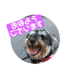 ミニチュアシュナウザー ルアナのご挨拶❶（個別スタンプ：1）