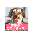 ミニチュアシュナウザー ルアナのご挨拶❶（個別スタンプ：2）
