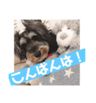 ミニチュアシュナウザー ルアナのご挨拶❶（個別スタンプ：3）