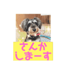 ミニチュアシュナウザー ルアナのご挨拶❶（個別スタンプ：4）
