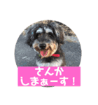 ミニチュアシュナウザー ルアナのご挨拶❶（個別スタンプ：6）