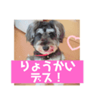 ミニチュアシュナウザー ルアナのご挨拶❶（個別スタンプ：9）