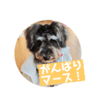 ミニチュアシュナウザー ルアナのご挨拶❶（個別スタンプ：10）