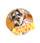 ミニチュアシュナウザー ルアナのご挨拶❶（個別スタンプ：11）