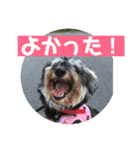 ミニチュアシュナウザー ルアナのご挨拶❶（個別スタンプ：12）