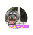 ミニチュアシュナウザー ルアナのご挨拶❶（個別スタンプ：14）