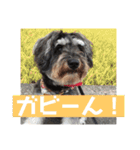 ミニチュアシュナウザー ルアナのご挨拶❶（個別スタンプ：15）
