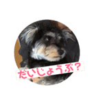 ミニチュアシュナウザー ルアナのご挨拶❶（個別スタンプ：16）