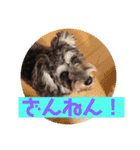 ミニチュアシュナウザー ルアナのご挨拶❶（個別スタンプ：17）