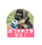 ミニチュアシュナウザー ルアナのご挨拶❶（個別スタンプ：19）