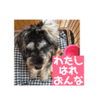 ミニチュアシュナウザー ルアナのご挨拶❶（個別スタンプ：22）