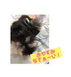 ミニチュアシュナウザー ルアナのご挨拶❶（個別スタンプ：24）