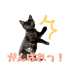 ふぅくぅスタンプ（個別スタンプ：3）