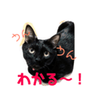 ふぅくぅスタンプ（個別スタンプ：16）
