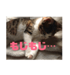 YOUの8にゃんず(=^x^=)③猫好き（個別スタンプ：3）