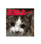 YOUの8にゃんず(=^x^=)③猫好き（個別スタンプ：6）