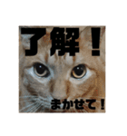 YOUの8にゃんず(=^x^=)③猫好き（個別スタンプ：8）