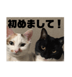 YOUの8にゃんず(=^x^=)③猫好き（個別スタンプ：15）