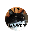 YOUの8にゃんず(=^x^=)③猫好き（個別スタンプ：20）