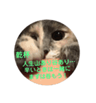 YOUの8にゃんず(=^x^=)③猫好き（個別スタンプ：23）