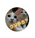 YOUの8にゃんず(=^x^=)③猫好き（個別スタンプ：26）