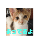 YOUの8にゃんず(=^x^=)③猫好き（個別スタンプ：27）